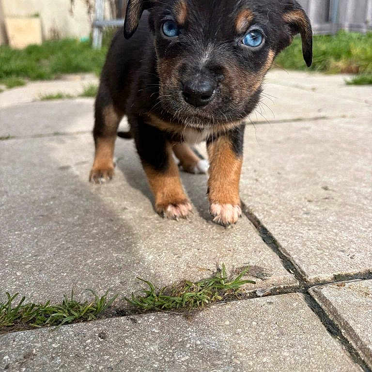 Kyko a rejoint le concours — aidez-le/la à gagner de superbes lots ! animal, blue_eyes, close_up, concrete, cute, dog, ears, fence, front_paws, fur, grass, outdoor, pavement, portrait, puppy, shadow, small, walking, whiskers, young