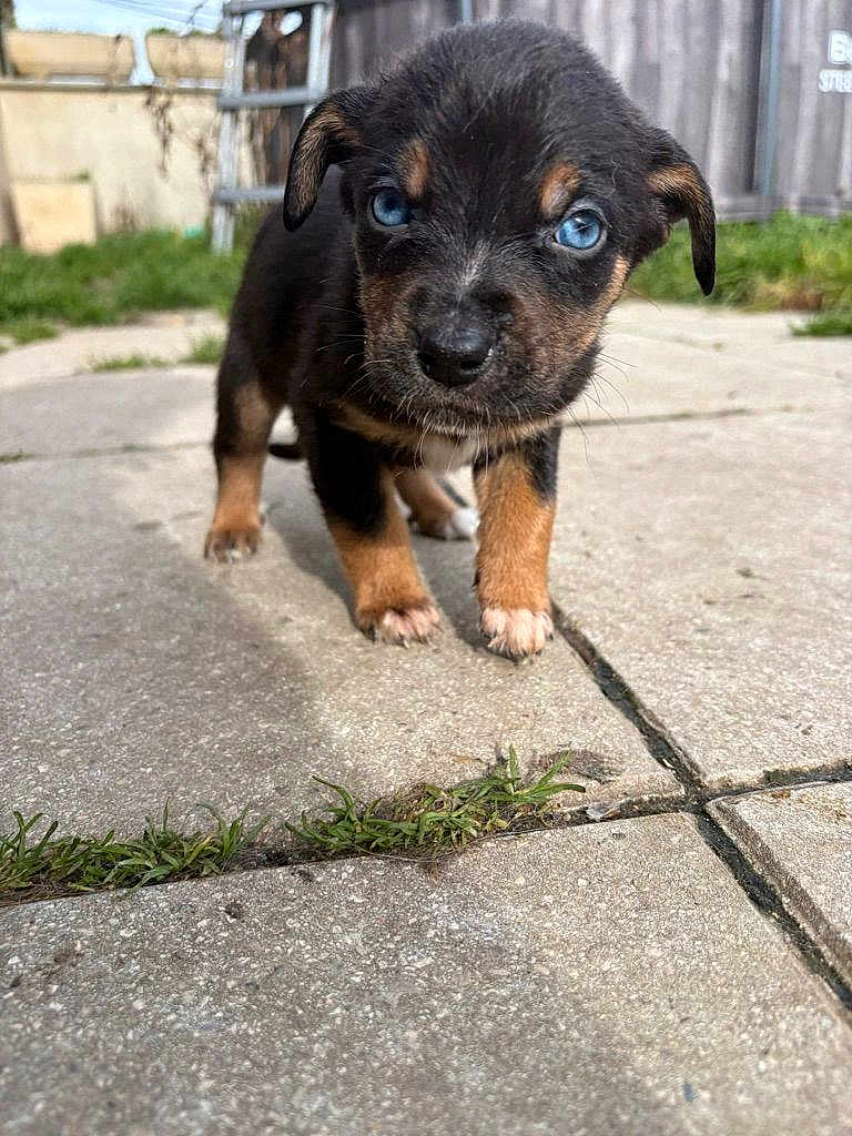 Kyko a rejoint le concours — aidez-le/la à gagner de superbes lots ! puppy, dog, animal, blue_eyes, cute, young, small, fur, ears, whiskers, front_paws, concrete, pavement, outdoor, grass, fence, close_up, portrait, walking, shadow