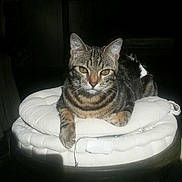 Orphee participe au concours pour gagner de l'argent avec cette photo : aegean_cat, american_shorthair, asian, california_spangled, carnivore, cat, chair, domestic_short_haired_cat, dragon_li, egyptian_mau, european_shorthair, eye, felidae, kitten, polydactyl_cat, sitting, small_to_medium_sized_cats, tabby_cat, table, whiskers
