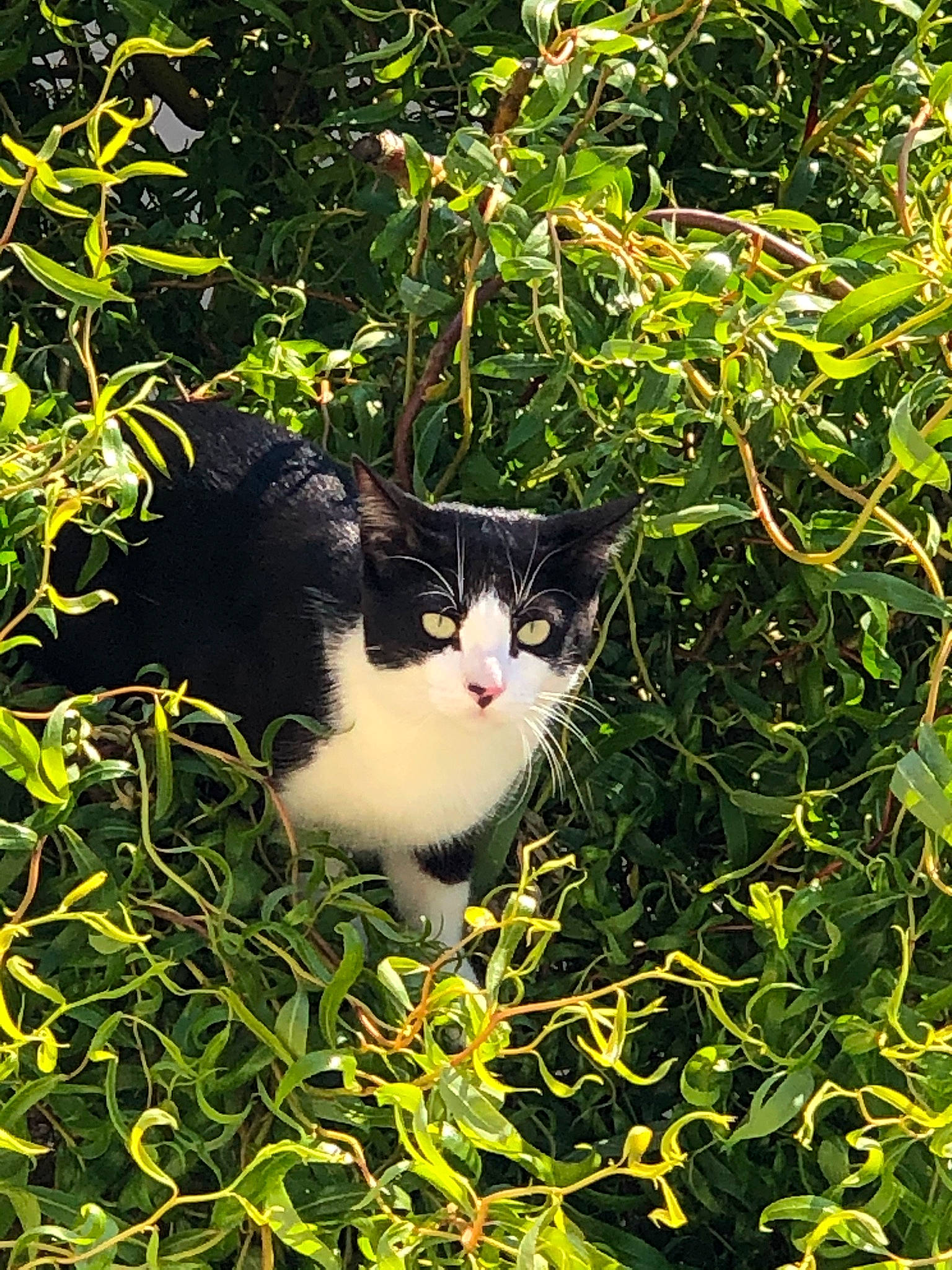 Roméo participe au concours pour gagner de l'argent avec cette photo : branch, carnivore, cat, domestic_short_haired_cat, felidae, fur, grass, groundcover, herb, herbaceous_plant, leaf, natural_landscape, plant, shrub, small_to_medium_sized_cats, snout, tail, tree, twig, whiskers