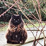 cat, fluffy, outdoor, animal, feline, sitting, wooden_railing, nature, branches, greenery, fur, pet, mammal, portrait, wildlife, eyes, brown_fur, black_fur, garden, peaceful