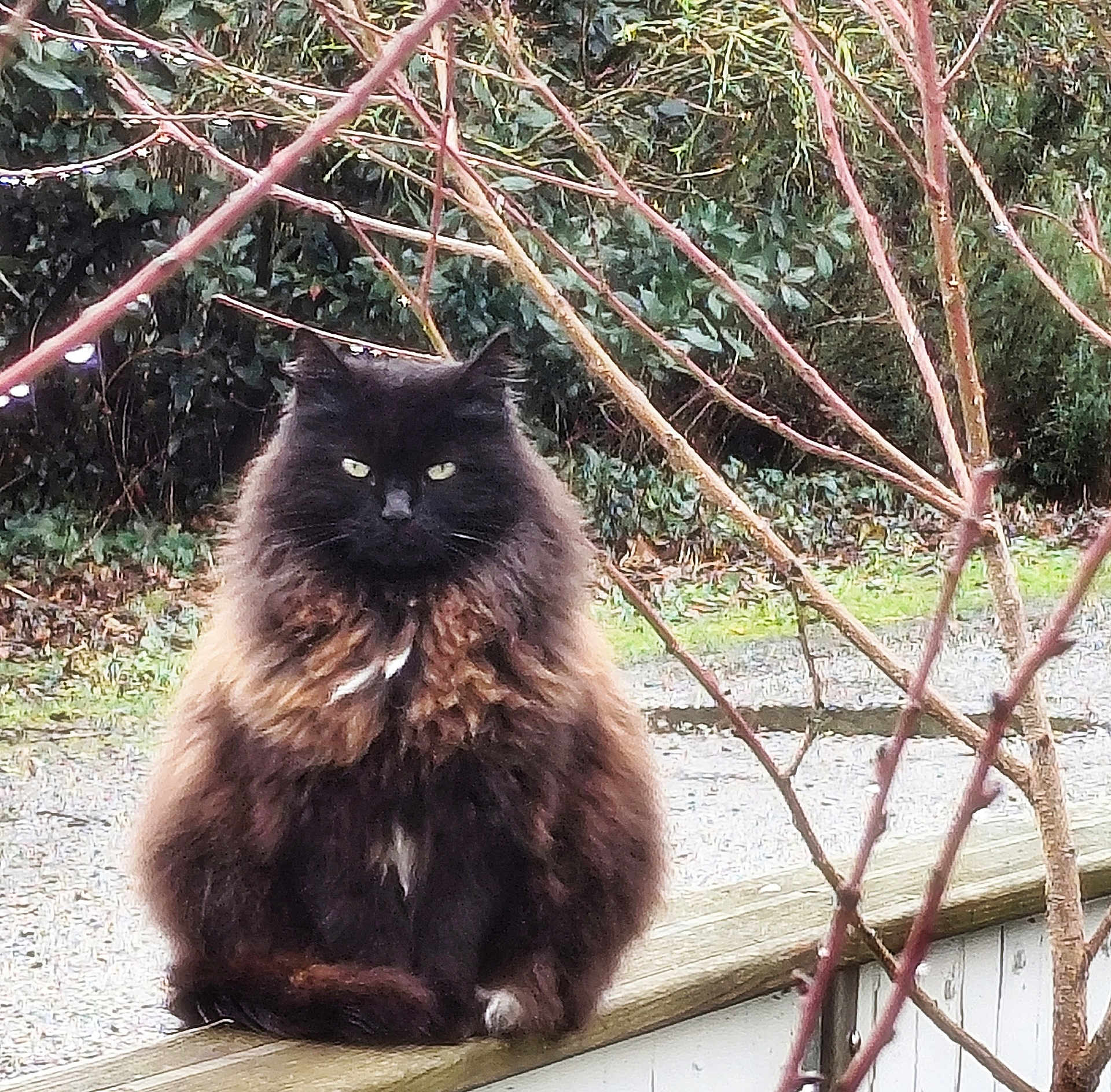 Groschat participe au concours pour gagner de l'argent avec cette photo : cat, fluffy, outdoor, animal, feline, sitting, wooden_railing, nature, branches, greenery, fur, pet, mammal, portrait, wildlife, eyes, brown_fur, black_fur, garden, peaceful