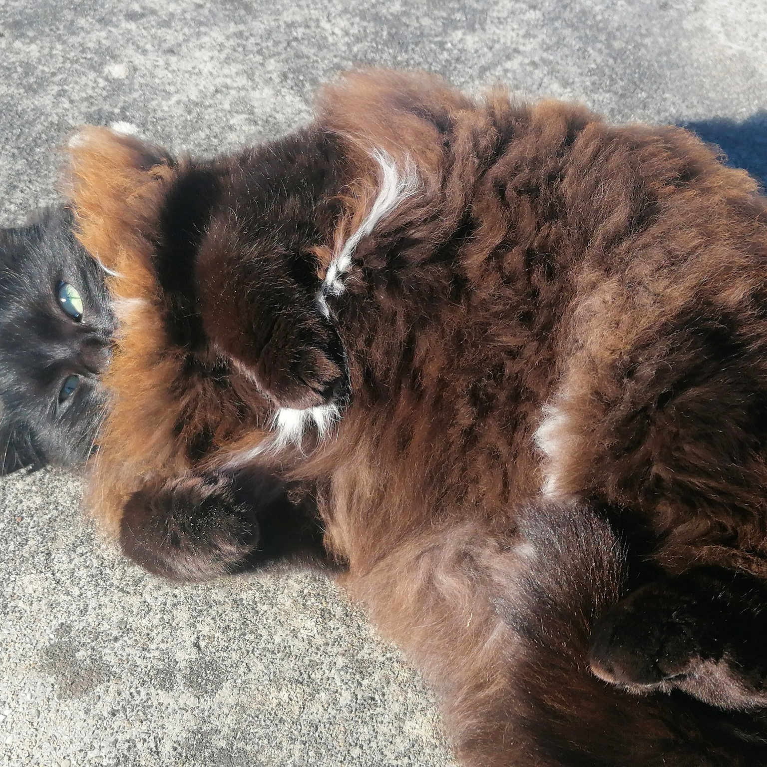 Gros Chat