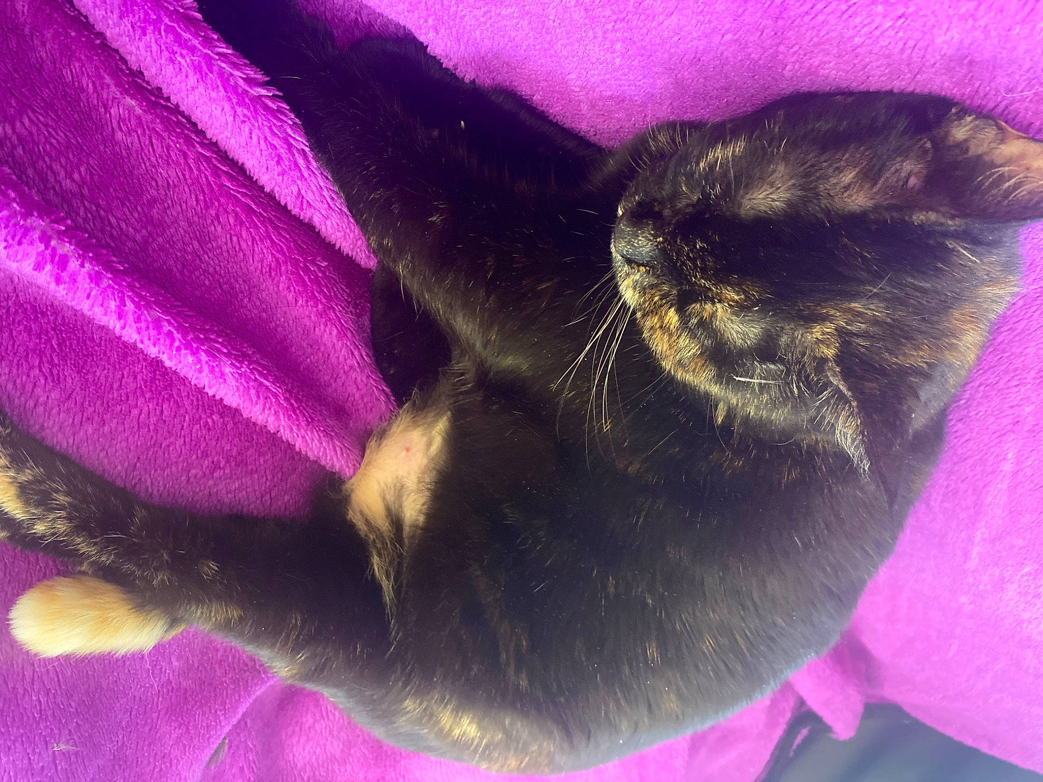 Mistouf a rejoint le concours — aidez-le/la à gagner de superbes lots ! arthropod, cat, close_up, electric_blue, fawn, felidae, flowering_plant, fur, herbaceous_plant, liver, macro_photography, magenta, petal, plant, purple, small_to_medium_sized_cats, snout, terrestrial_animal, violet, whiskers