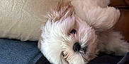 Beau is registered to the contest to win money with this photo: puppy, dog, fluffy, white, pet, lap, cushion, fabric, jeans, casual_clothing, relaxing, indoor, cute, sleepy, closeup, companion, comfort, resting, small_dog, animal