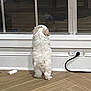 Beau joined the competition — help win amazing prizes! puppy, dog, white, fluffy, standing, hind_legs, glass_door, reflection, indoor, floor, wooden_floor, power_outlet, curious, pet, animal, small_dog, fence, window, home, background