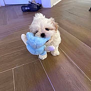 Beau is registered to the contest to win money with this photo: puppy, dog, toy, plush_toy, indoor, wooden_floor, white_fur, small_dog, cute, pet, playful, chewing, flooring, shoe, cords, background, animal, young_dog, domestic_animal, fluffy