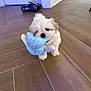 puppy, dog, toy, plush_toy, indoor, wooden_floor, white_fur, small_dog, cute, pet, playful, chewing, flooring, shoe, cords, background, animal, young_dog, domestic_animal, fluffy