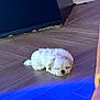 Beau joined the competition — help win amazing prizes! puppy, dog, sleeping, floor, wooden_floor, indoor, small_dog, white_fur, pet, resting, cozy, cute, animal, canine, fluffy, calm, relaxed, blue_light, home, quiet