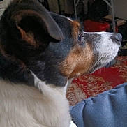Schana participe au concours pour gagner de l'argent avec cette photo : animal, background, canine, carpet, close_up, cozy, dog, domestic, ears, fur, furniture, household, indoor, looking, pet, profile, room, side_view, snout, tricolor