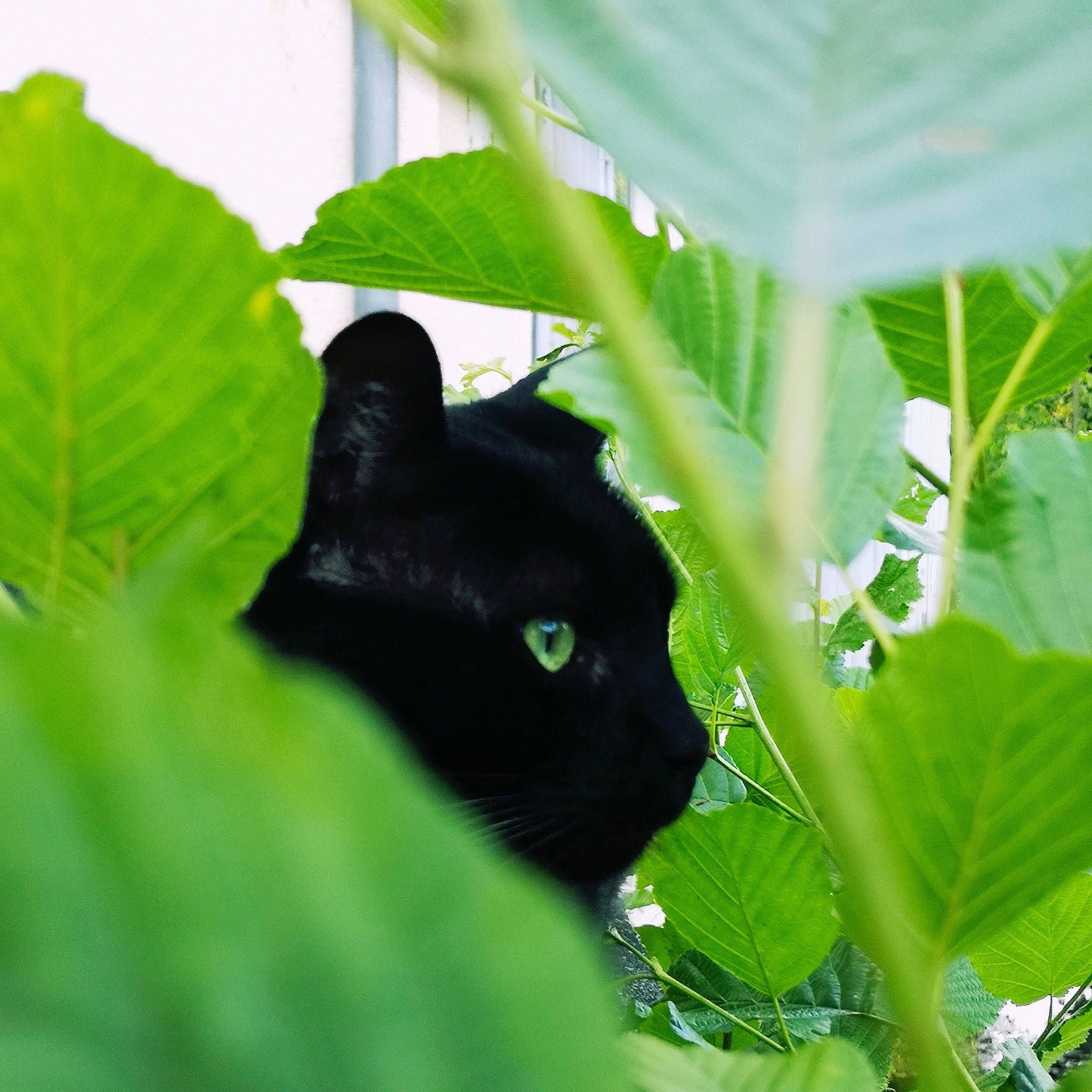 Panzer a rejoint le concours — aidez-le/la à gagner de superbes lots ! annual_plant, black_cat, bombay, carnivore, cat, felidae, flowering_plant, grass, herbaceous_plant, leaf, plant, plant_stem, small_to_medium_sized_cats, snout, terrestrial_animal, terrestrial_plant, whiskers, wildlife