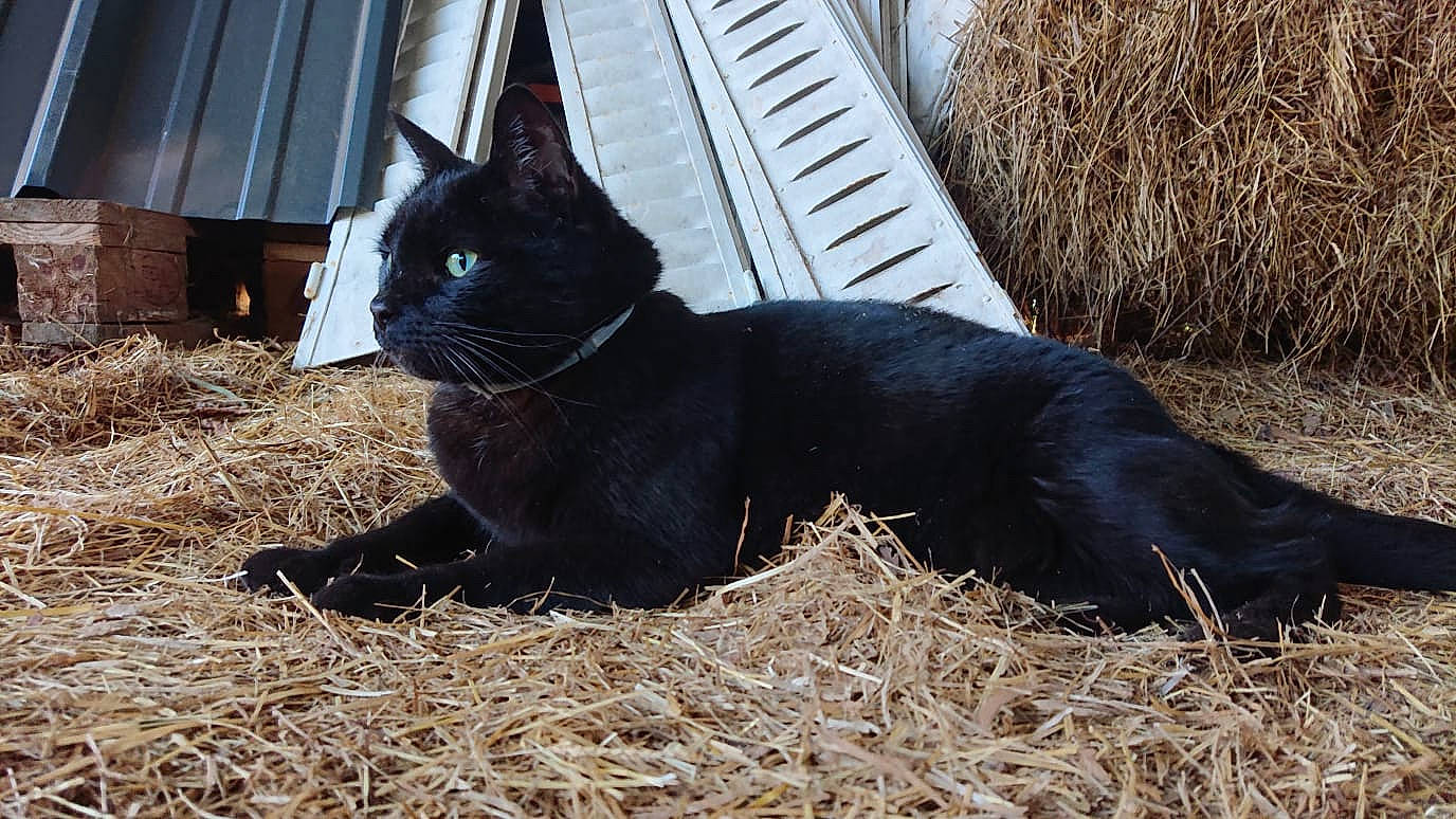 Panzer participe au concours pour gagner de l'argent avec cette photo : black_cat, bombay, carnivore, cat, domestic_short_haired_cat, felidae, fur, grass, hay, plant, small_to_medium_sized_cats, snout, soil, straw, tail, terrestrial_animal, whiskers, window
