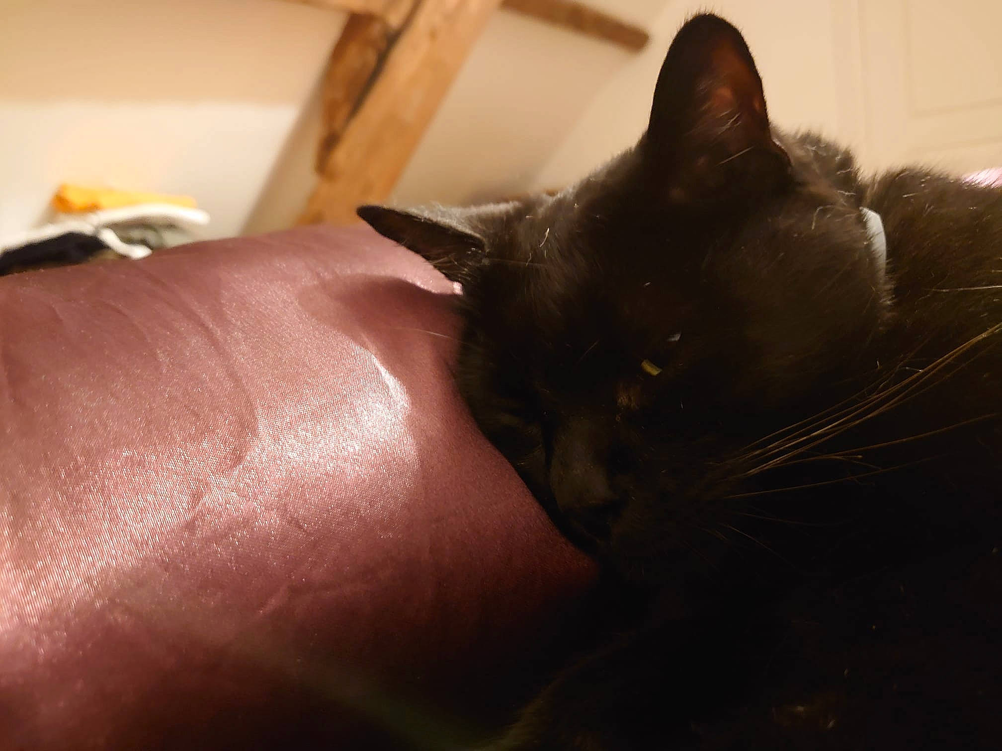 Panzer a rejoint le concours — aidez-le/la à gagner de superbes lots ! black_cat, bombay, carnivore, cat, claw, comfort, domestic_short_haired_cat, ear, felidae, fur, gesture, nail, small_to_medium_sized_cats, snout, whiskers