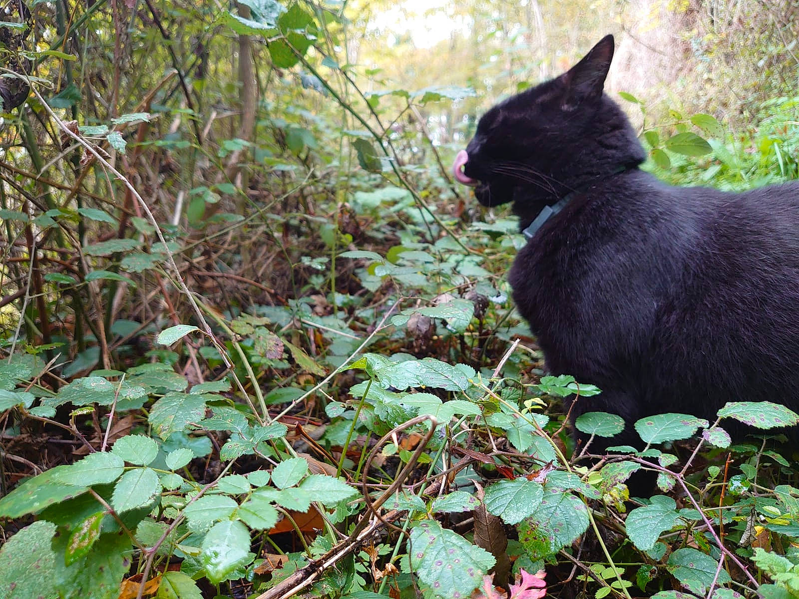 Panzer participe au concours pour gagner de l'argent avec cette photo : black_cat, bombay, carnivore, cat, domestic_short_haired_cat, felidae, forest, fur, grass, groundcover, jungle, organism, plant, small_to_medium_sized_cats, tail, terrestrial_animal, terrestrial_plant, tree, whiskers, wildlife