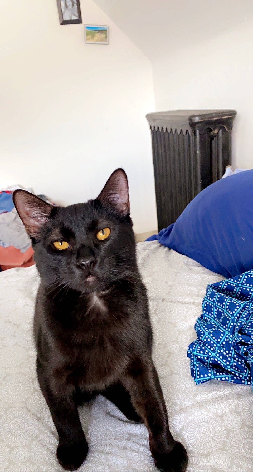 Maxx is registered to the contest to win money with this photo: black_cat, bombay, carnivore, cat, claw, comfort, domestic_short_haired_cat, electric_blue, felidae, fur, grey, havana_brown, paw, small_to_medium_sized_cats, snout, tail, terrestrial_animal, whiskers