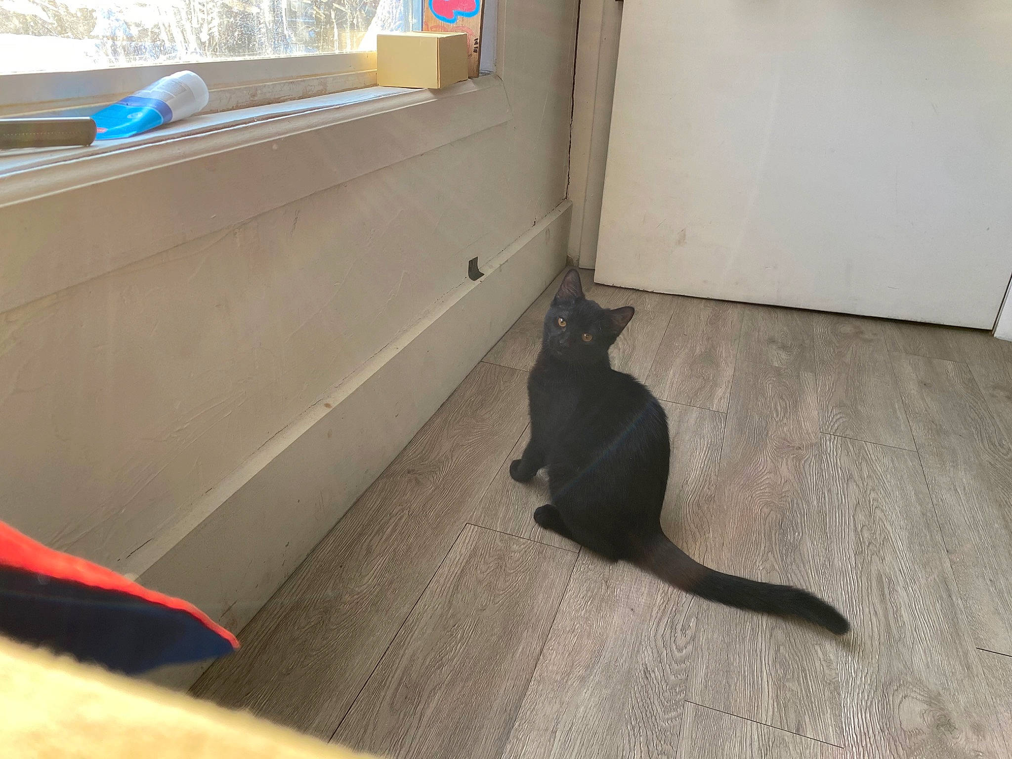 Maxx is registered to the contest to win money with this photo: carnivore, cat, comfort, dog_breed, domestic_short_haired_cat, felidae, floor, flooring, fur, hardwood, mammal, room, small_to_medium_sized_cats, snout, sporting_group, tail, vehicle_door, vertebrate, whiskers, wood