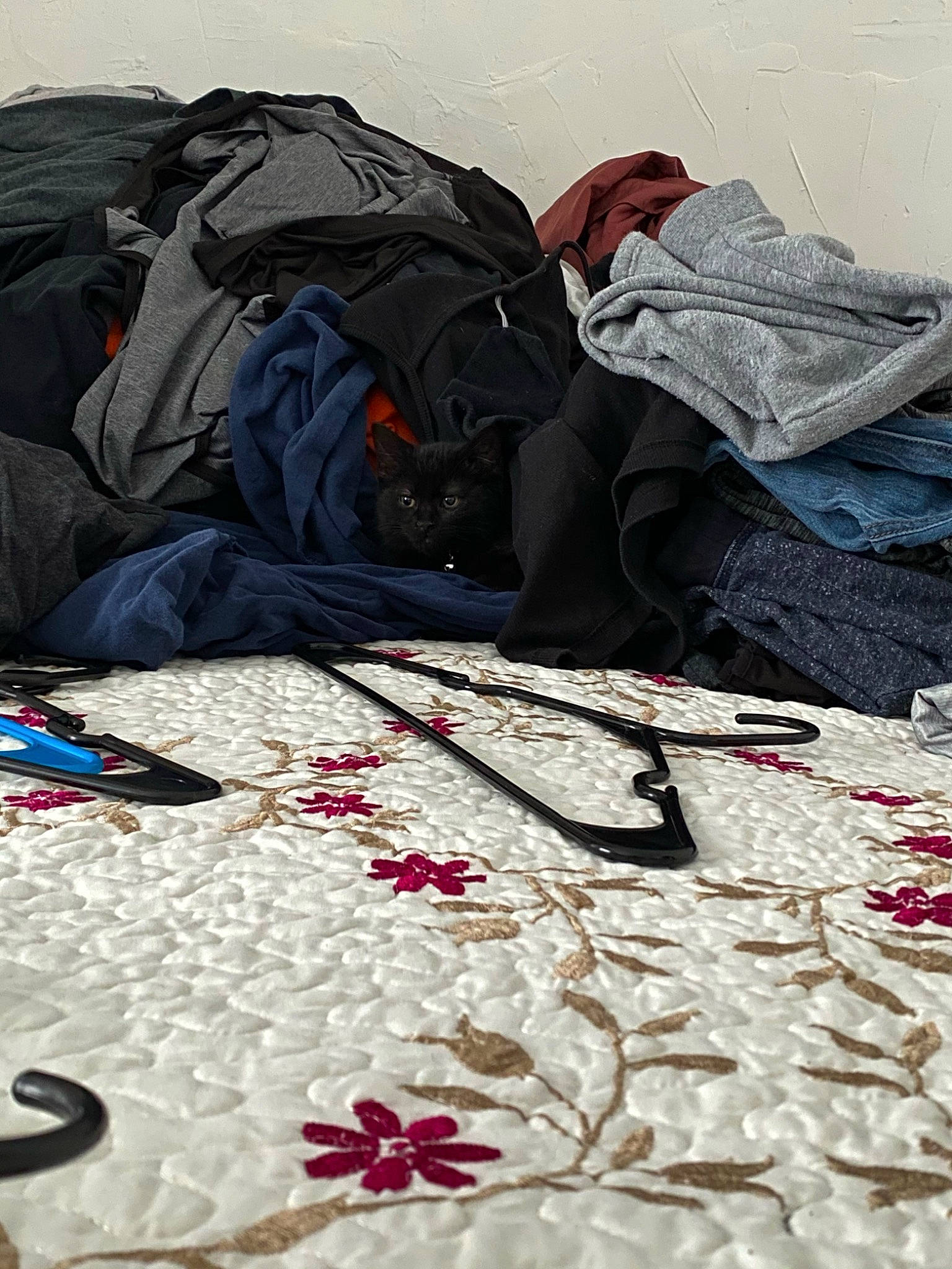 Maxx is registered to the contest to win money with this photo: art, backpack, bag, baggage, bedding, carmine, comfort, fashion_accessory, flooring, hiking_equipment, landscape, linens, luggage_and_bags, pattern, recreation, textile, tints_and_shades, travel, visual_arts, wood