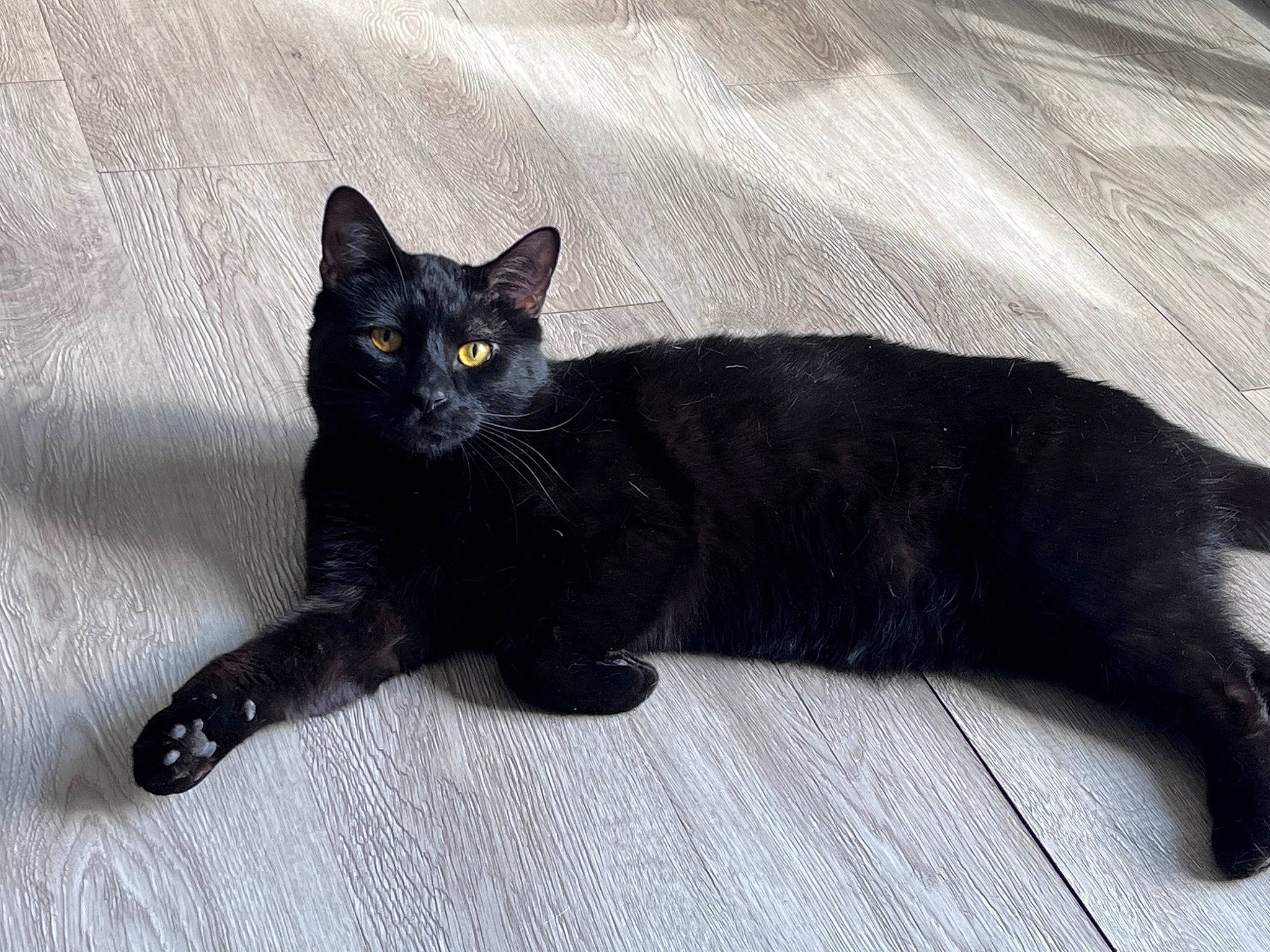 Maxx is registered to the contest to win money with this photo: black_cat, carnivore, cat, cat_supply, claw, comfort, domestic_short_haired_cat, felidae, fur, grey, paw, small_to_medium_sized_cats, snout, tail, terrestrial_animal, whiskers