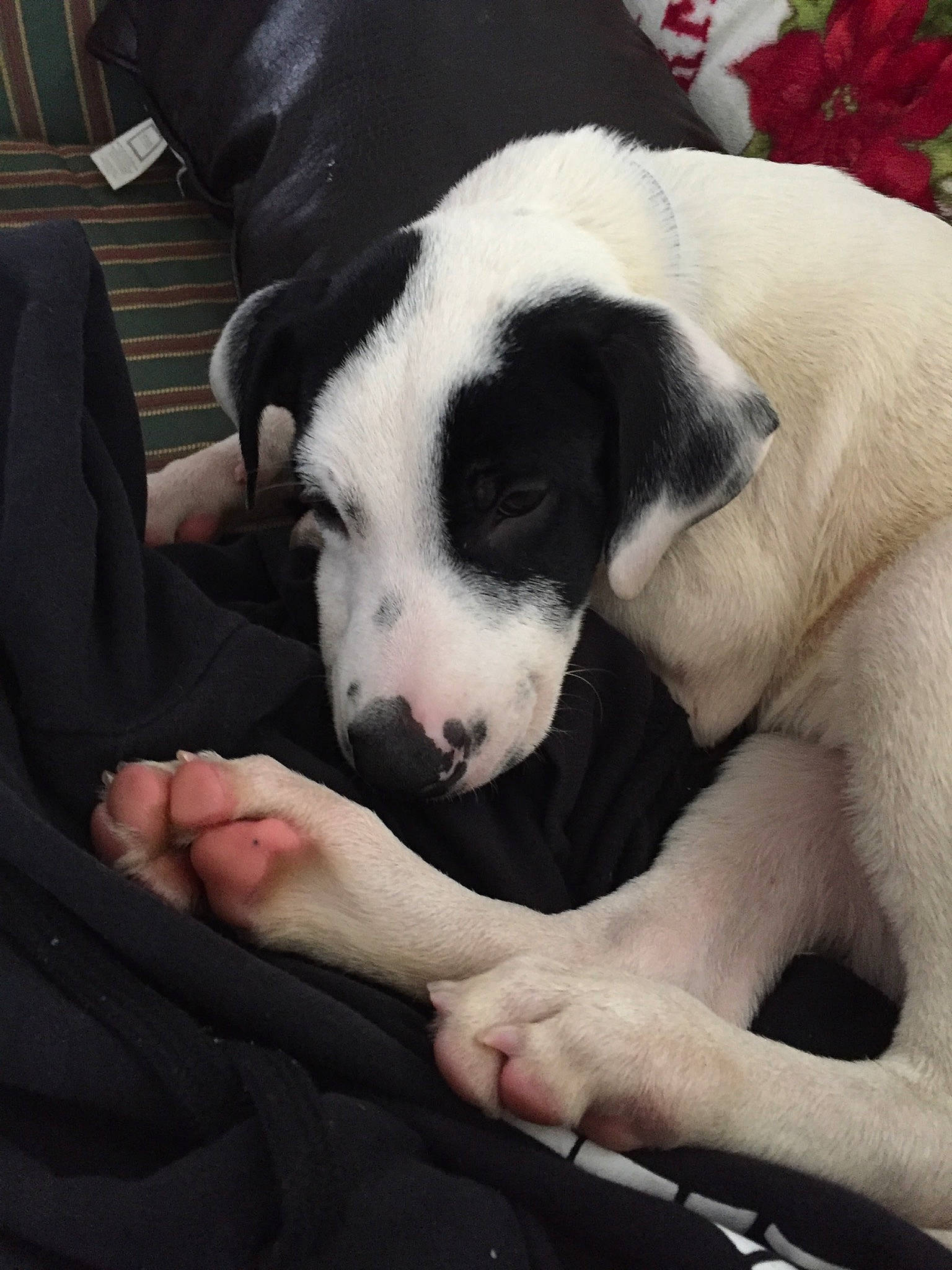 Snoopy joined the competition — help win amazing prizes! bored, canidae, carnivore, comfort, companion_dog, couch, dog, dog_breed, fawn, flesh, foot, fur, lap, non_sporting_group, paw, puppy, snout, sporting_group, terrestrial_animal, working_animal