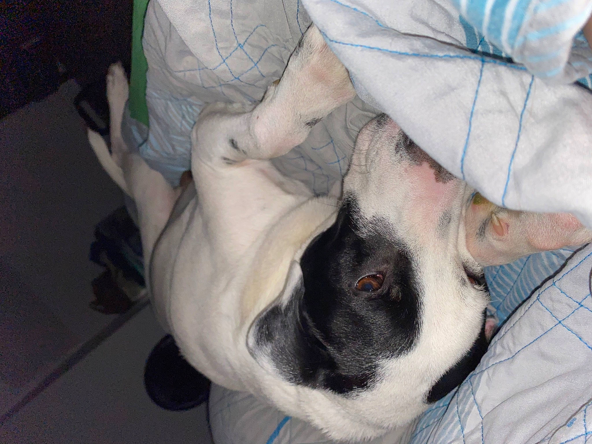 Snoopy joined the competition — help win amazing prizes! canidae, carnivore, comfort, companion_dog, dog, dog_breed, ear, fawn, flesh, fur, gesture, nap, non_sporting_group, snout, sporting_group, terrestrial_animal, working_animal, wrinkle