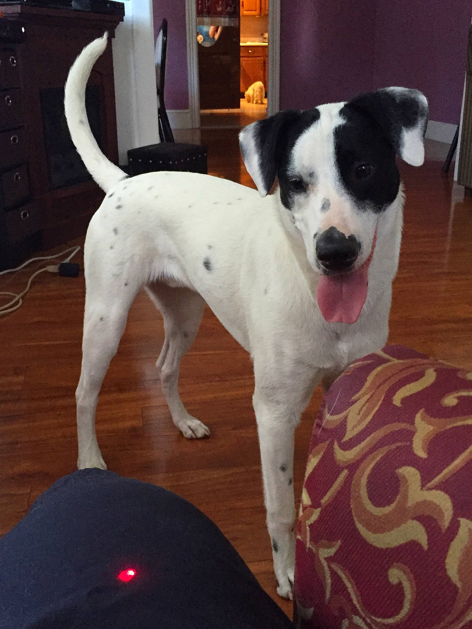 Snoopy is registered to the contest to win money with this photo: cabinetry, carnivore, chest_of_drawers, collar, companion_dog, dog, dog_breed, dog_collar, dog_supply, door, drawer, fawn, flooring, furniture, plant, snout, sporting_group, tail, whiskers, window