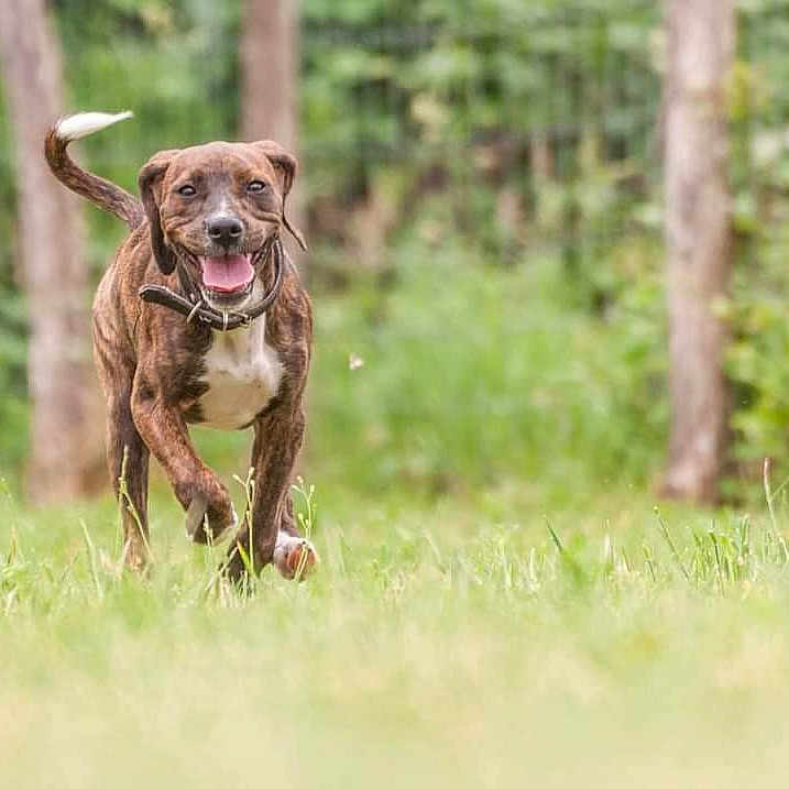 Nouchka participe au concours pour gagner de l'argent avec cette photo : animal, boxer, bulldog, canine, dog, grass, hound, labradorretriever, land, nature, outdoors, person, pet, pitbull, plant, pointer, puppy, tree, vegetation, walkingdog