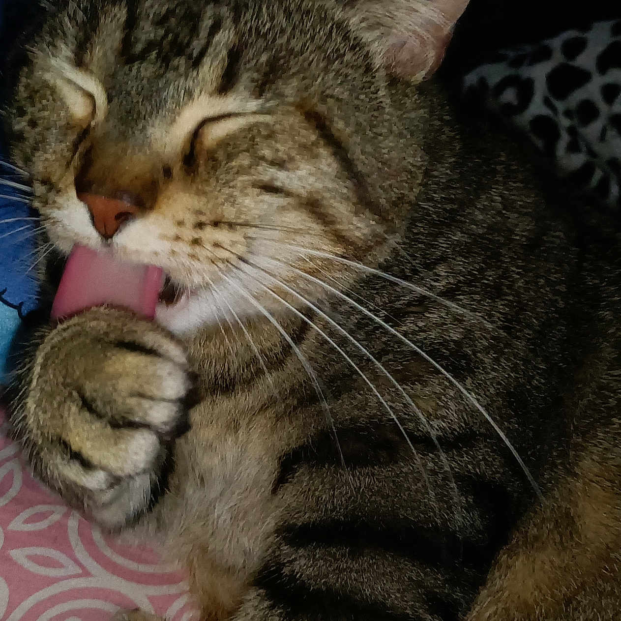 Simba