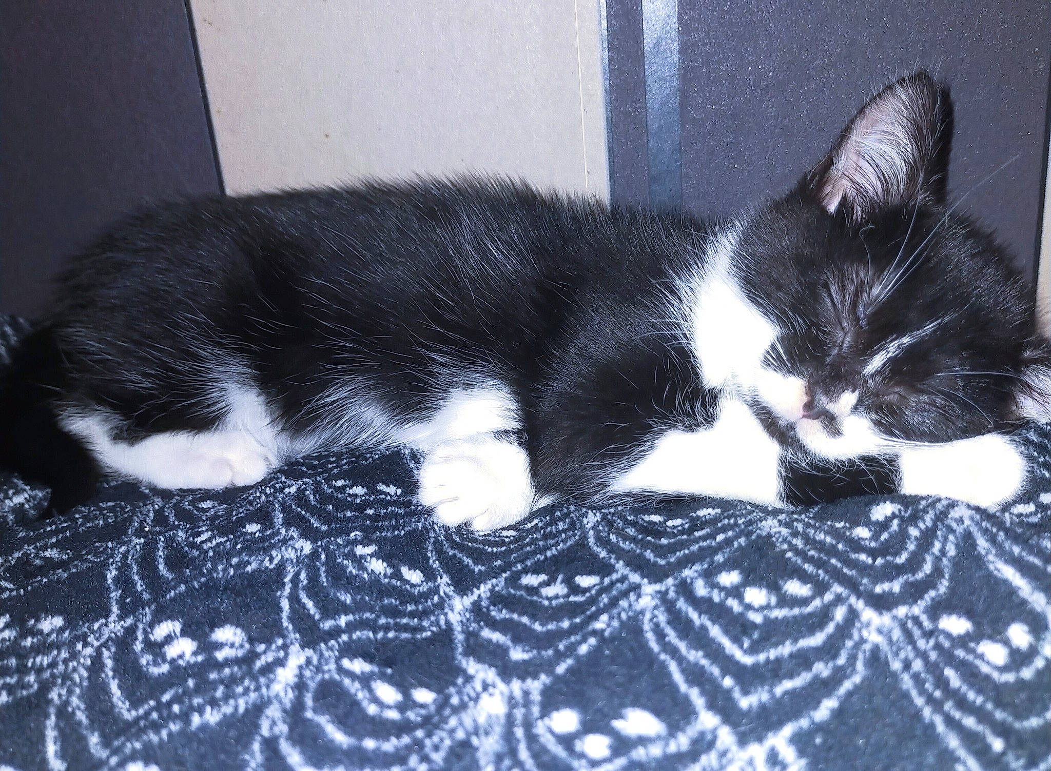 Pitchounette participe au concours pour gagner de l'argent avec cette photo : carnivore, cat, comfort, felidae, fur, small_to_medium_sized_cats, snout, tail, whiskers