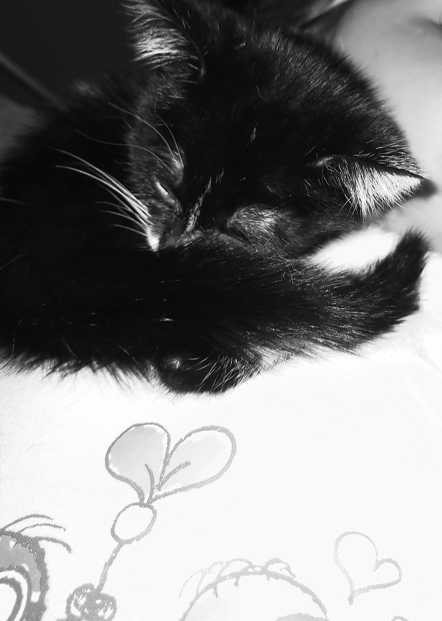 Pitchounette a rejoint le concours — aidez-le/la à gagner de superbes lots ! black_and_white, carnivore, cat, felidae, fur, monochrome, monochrome_photography, small_to_medium_sized_cats, snout, style, whiskers