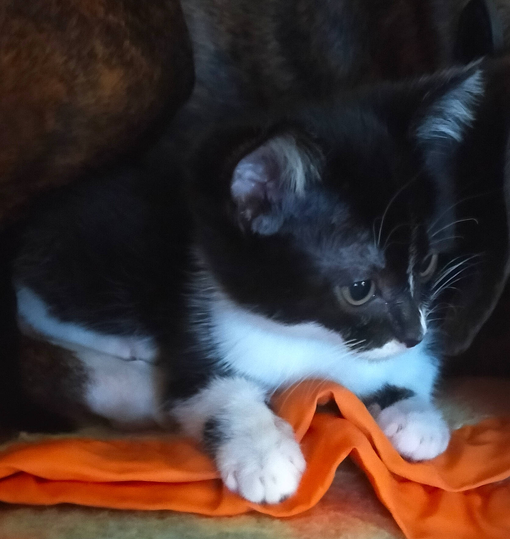 Pitchounette participe au concours pour gagner de l'argent avec cette photo : carnivore, cat, domestic_short_haired_cat, felidae, fur, kitten, orange, paw, pet_supply, small_to_medium_sized_cats, snout, tail, terrestrial_animal, vertebrate, whiskers