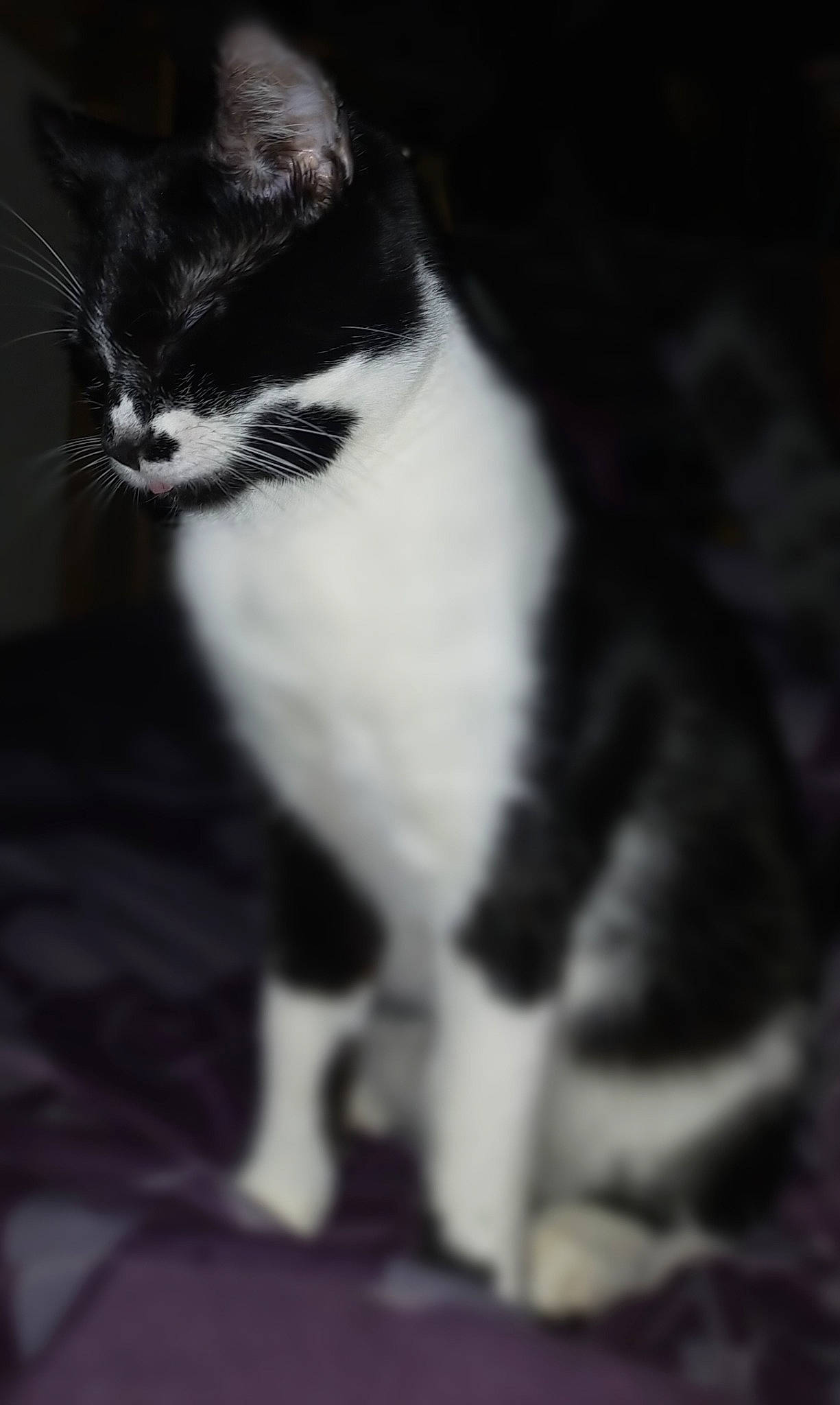 Pitchounette participe au concours pour gagner de l'argent avec cette photo : black, black_and_white, carnivore, cat, domestic_short_haired_cat, felidae, foot, fur, monochrome_photography, organism, small_to_medium_sized_cats, snout, style, tail, terrestrial_animal, toe, vertebrate, whiskers