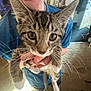 Groot joined the competition — help win amazing prizes! kitten, cat, tabby, close_up, person, smiling, indoor, blue_shirt, hand, whiskers, feline, curious, pet, young_cat, carpet, home, furniture, decor, portrait, cute