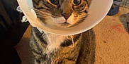 Groot is registered to the contest to win money with this photo: cat, tabby, cone_collar, pet, indoor, carpet, animal, sitting, feline, whiskers, ears, paws, domestic, household, fur, looking, cute, companion, mammal, pet_accessory