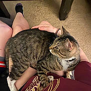 Groot joined the competition — help win amazing prizes! cat, tabby_cat, pet, lap, person, indoor, carpet, table_leg, maroon_shirt, yellow_print, fur, whiskers, paws, curious, comfort, relaxation, home, animal, domestic, resting