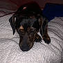 Bailey joined the competition — help win amazing prizes! dog, pet, sleepy, blanket, bed, resting, indoor, canine, fur, brown, black, ears, paw, nose, closeup, animal, cute, cozy, quiet, relaxed