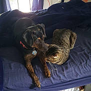 Bailey is registered to the contest to win money with this photo: dog, cat, bed, blanket, indoor, curtains, window, carpet, cardboard_box, plastic_container, pet, animal, tabby_cat, black_dog, collar, tag, resting, curious, fur, room