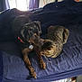 dog, cat, bed, blanket, indoor, curtains, window, carpet, cardboard_box, plastic_container, pet, animal, tabby_cat, black_dog, collar, tag, resting, curious, fur, room