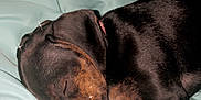 Bailey is registered to the contest to win money with this photo: dog, puppy, sleeping, blanket, bed, cozy, brown, black, fur, pet, domestic_animal, animal, resting, cute, indoor, closeup, young, snout, ears, collar