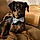 Bailey