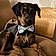 Bailey