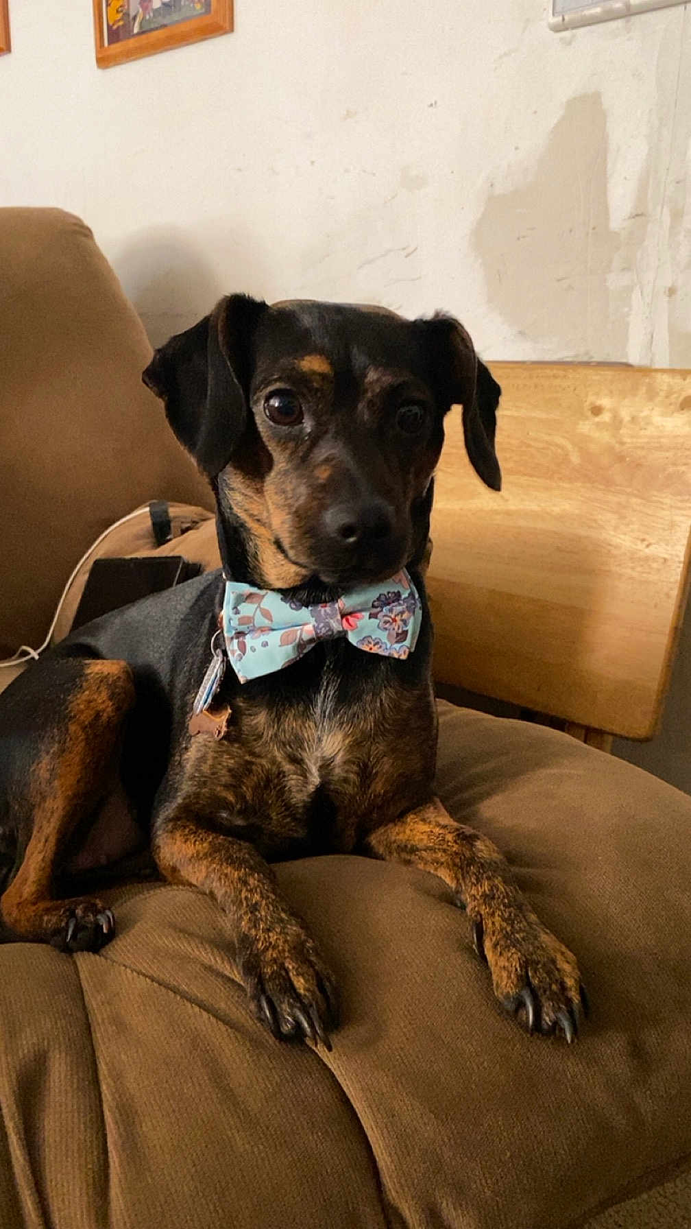 Bailey joined the competition — help win amazing prizes! dog, bow_tie, brown_couch, indoor, wooden_chair, pet, animal, sitting, portrait, cozy, cute, small_dog, relaxed, fur, paw, face, ears, alert, home, companion