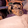 Bailey is registered to the contest to win money with this photo: dog, sleeping, blanket, indoor, cozy, resting, pet, fur, snout, ears, household, water_bottle, fabric, comfort, relaxation, closeup, brown, black, domestic_animal, nap