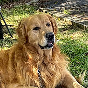 Koben participe au concours pour gagner de l'argent avec cette photo : golden_retriever, dog, pet, grass, outdoor, sunlight, canine, animal, nature, garden, leaf, pathway, mammal, fur, portrait, resting, summer, daylight, friendly, companionship