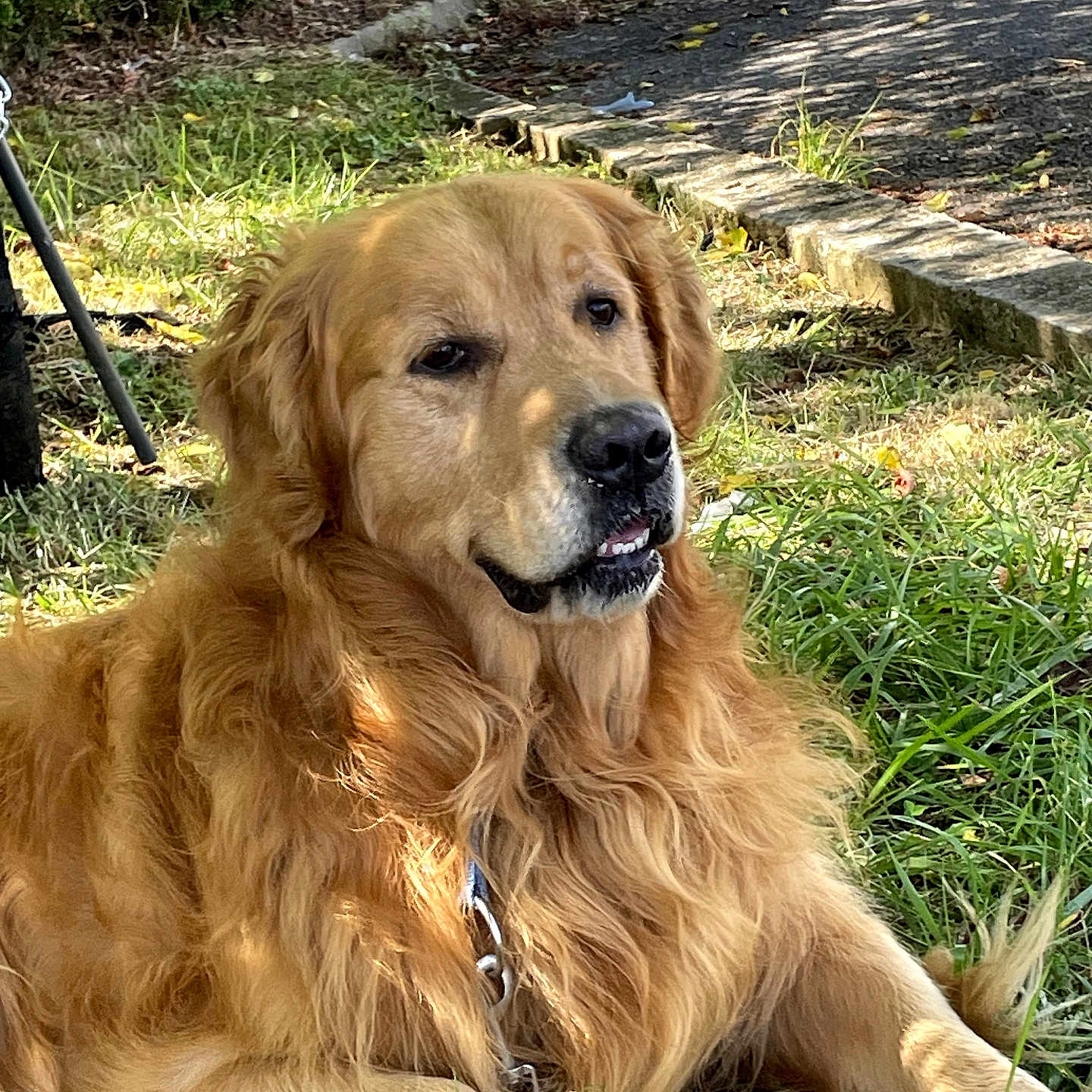 Koben participe au concours pour gagner de l'argent avec cette photo : golden_retriever, dog, pet, grass, outdoor, sunlight, canine, animal, nature, garden, leaf, pathway, mammal, fur, portrait, resting, summer, daylight, friendly, companionship
