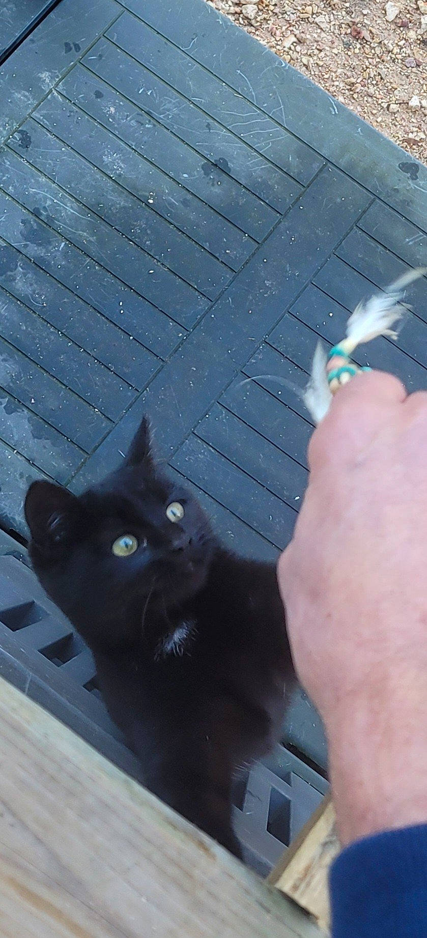 Samba a rejoint le concours — aidez-le/la à gagner de superbes lots ! black_cat, bombay, carnivore, cat, domestic_short_haired_cat, electric_blue, felidae, finger, fur, gesture, hand, nail, shadow, small_to_medium_sized_cats, tail, thumb, whiskers, wrist