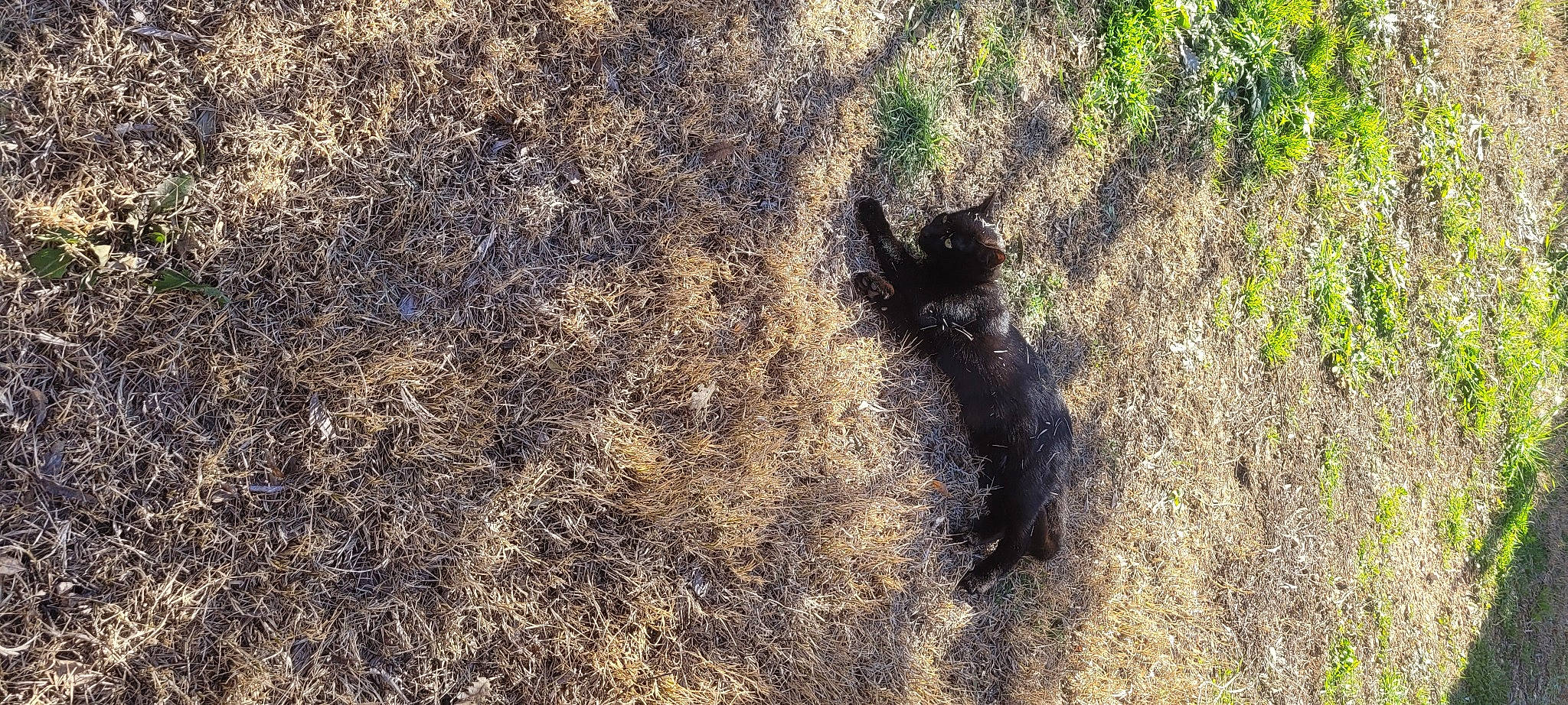 Mimine a rejoint le concours — aidez-le/la à gagner de superbes lots ! canidae, carnivore, dog, dog_breed, fawn, fur, grass, plant, road_surface, rock, shadow, soil, sporting_group, tail, terrestrial_animal, tints_and_shades, trunk, wildlife, wood