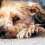 Il S'Appell H a rejoint le concours — aidez-le/la à gagner de superbes lots ! animal, brown_fur, carpet, close_up, companion, curly_fur, cute, dog, domestic_animal, fur, indoor, lying_down, nose, pet, portrait, relaxed, resting, side_view, sleepy, soft_texture