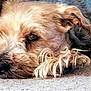 animal, brown_fur, carpet, close_up, companion, curly_fur, cute, dog, domestic_animal, fur, indoor, lying_down, nose, pet, portrait, relaxed, resting, side_view, sleepy, soft_texture