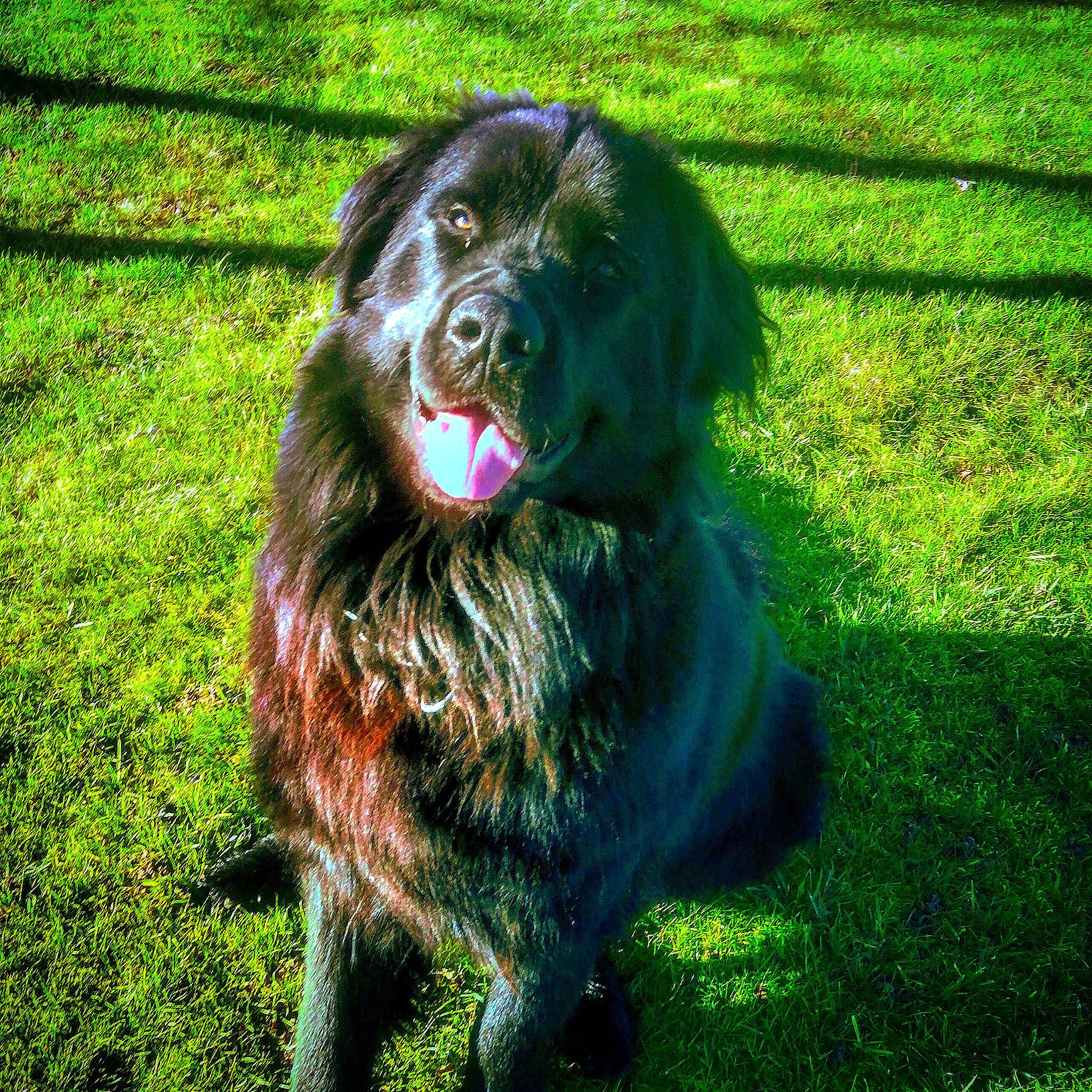 Ouper participe au concours pour gagner de l'argent avec cette photo : boykin_spaniel, canidae, carnivore, companion_dog, dog, dog_breed, flat_coated_retriever, german_spaniel, grass, green, lawn, liver, mammal, newfoundland, plant, spaniel, sporting_group, vertebrate, working_dog