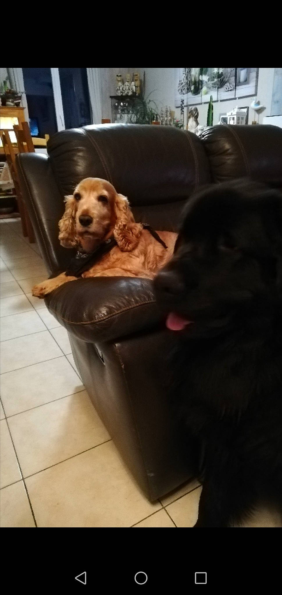 Ouper participe au concours pour gagner de l'argent avec cette photo : american_cocker_spaniel, canidae, carnivore, chair, cocker_spaniel, companion_dog, dog, dog_breed, english_cocker_spaniel, fawn, flat_coated_retriever, furniture, golden_retriever, labrador_retriever, puppy, retriever, spaniel, sporting_group